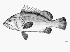 Warsaw Grouper photo 5