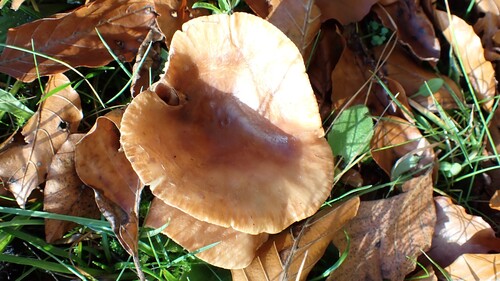 Infundibulicybe costata — (c) Nicola Crockford, some rights reserved (CC BY)