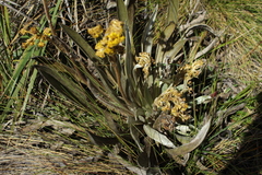 Espeletia boyacensis
