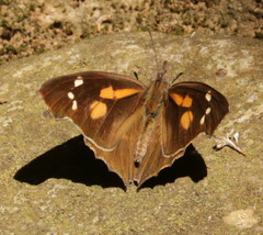 Libythea laius