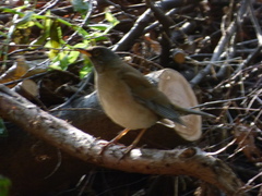 Turdus pallidus