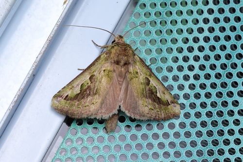 Nycterotis rhudarioides
