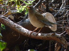 Turdus pallidus
