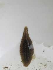 Glossiphonia complanata