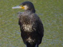Phalacrocorax carbo