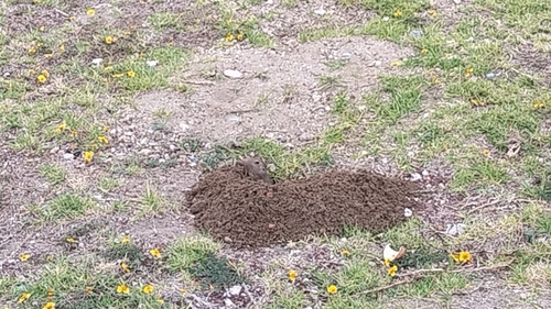 Cofre de Perote Pocket Gopher (Cratogeomys perotensis)