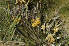 Espeletia boyacensis
