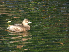 Tachybaptus ruficollis
