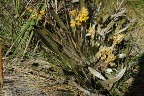 Image of Espeletia boyacensis by (c) Andrés Ramírez-Barrera, some rights reserved (CC BY)