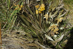 Espeletia boyacensis