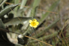 Ranunculus peruvianus