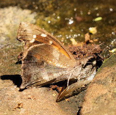 Libythea laius