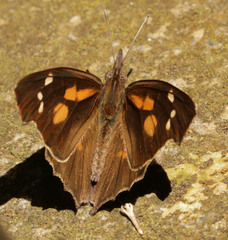 Libythea laius