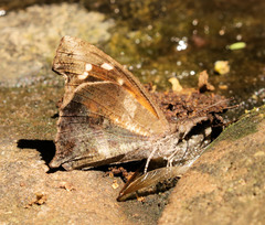 Libythea laius