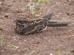 Caprimulgus clarus