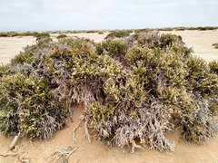 Arthraerua leubnitziae