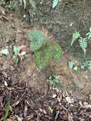 Asarum monodoriflorum iNat (1)