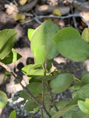 Memecylon soutpansbergense