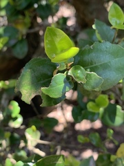 Memecylon soutpansbergense