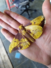 Eacles imperialis hallwachsae