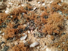 Teloschistes capensis