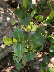 Memecylon soutpansbergense