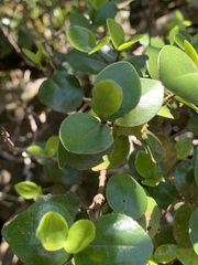 Memecylon soutpansbergense