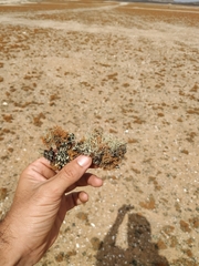 Teloschistes capensis