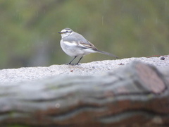 Motacilla alba