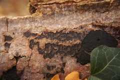 Cryptostroma corticale
