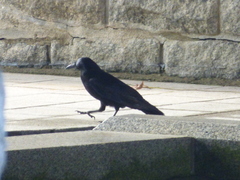 Corvus macrorhynchos