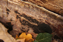 Cryptostroma corticale