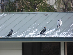 Ardea cinerea