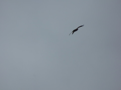 Milvus migrans lineatus