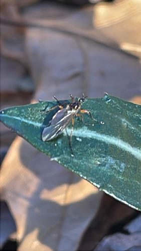 Unknown species found near Stony Creek Rd, Guilford, CT, US
