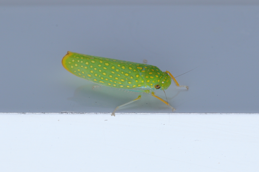 Paromenia auroguttata