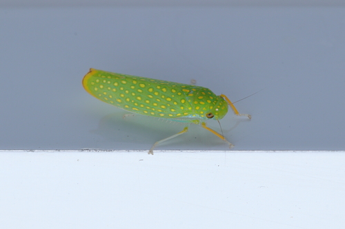 Paromenia auroguttata