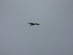 Milvus migrans lineatus