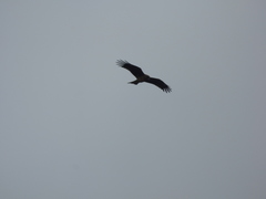Milvus migrans lineatus