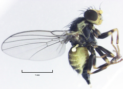 Liriomyza flavocentralis