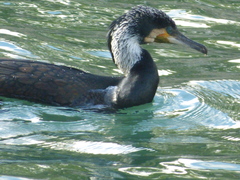 Phalacrocorax carbo