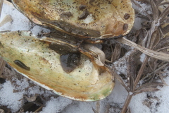 Glossiphonia complanata