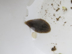 Glossiphonia complanata