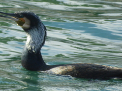 Phalacrocorax carbo