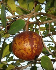 Xylocarpus granatum