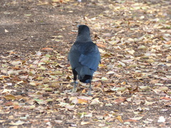 Corvus corone