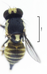 Liriomyza flavocentralis