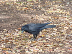 Corvus corone