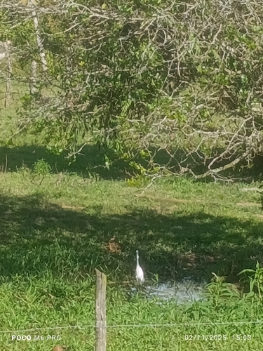 Snowy Egret