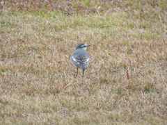 Motacilla alba